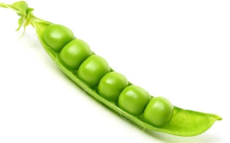 peas traduction|pea meaning in french.